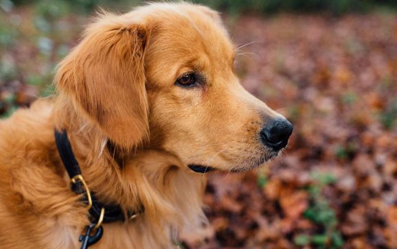 7 Genius Dog Noodle Tricks You Should Know